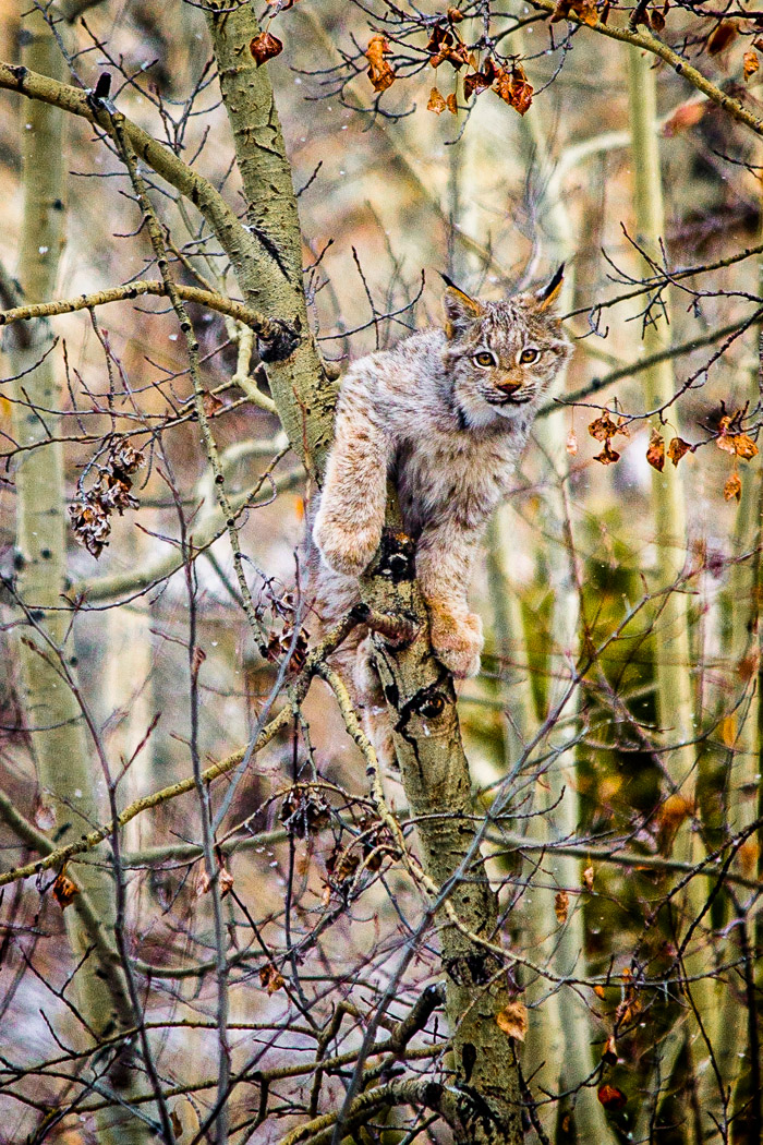 Lynx up a tree-Angelo Nonog