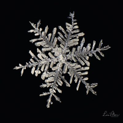 Snowflake  ©Lois Moore
