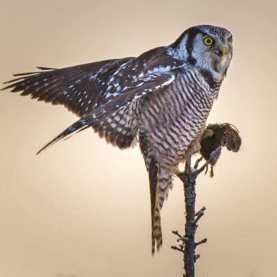 Hawk Owl Feast  ©Maggie Leary  20.5/27 points