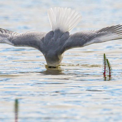 Fishing Gull ©Walter Gutowski