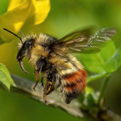 Wild Bee  ©Carol Foster  (26 points)