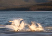 John Reeve – Swan Fight