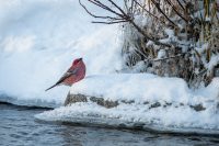 Maureen Caron – Pine Grosbeak