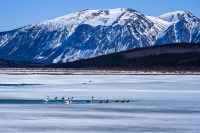 Ray Marnoch – RM Swans and ducks on small pond in Carcross